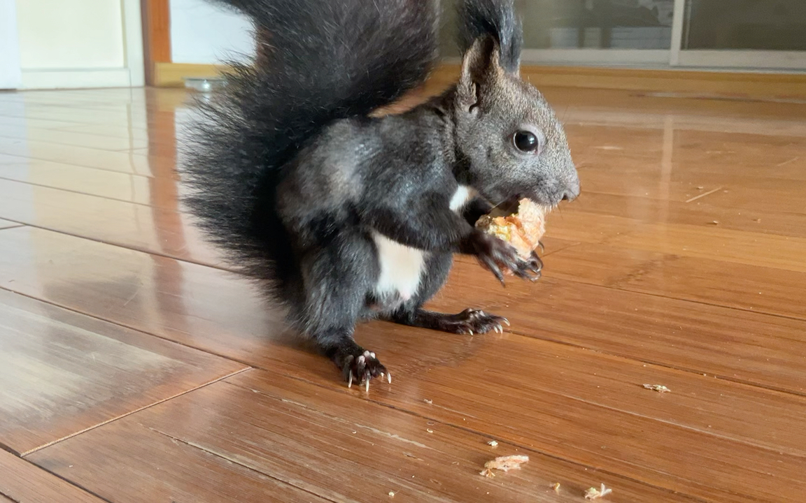 吃板栗的小松鼠