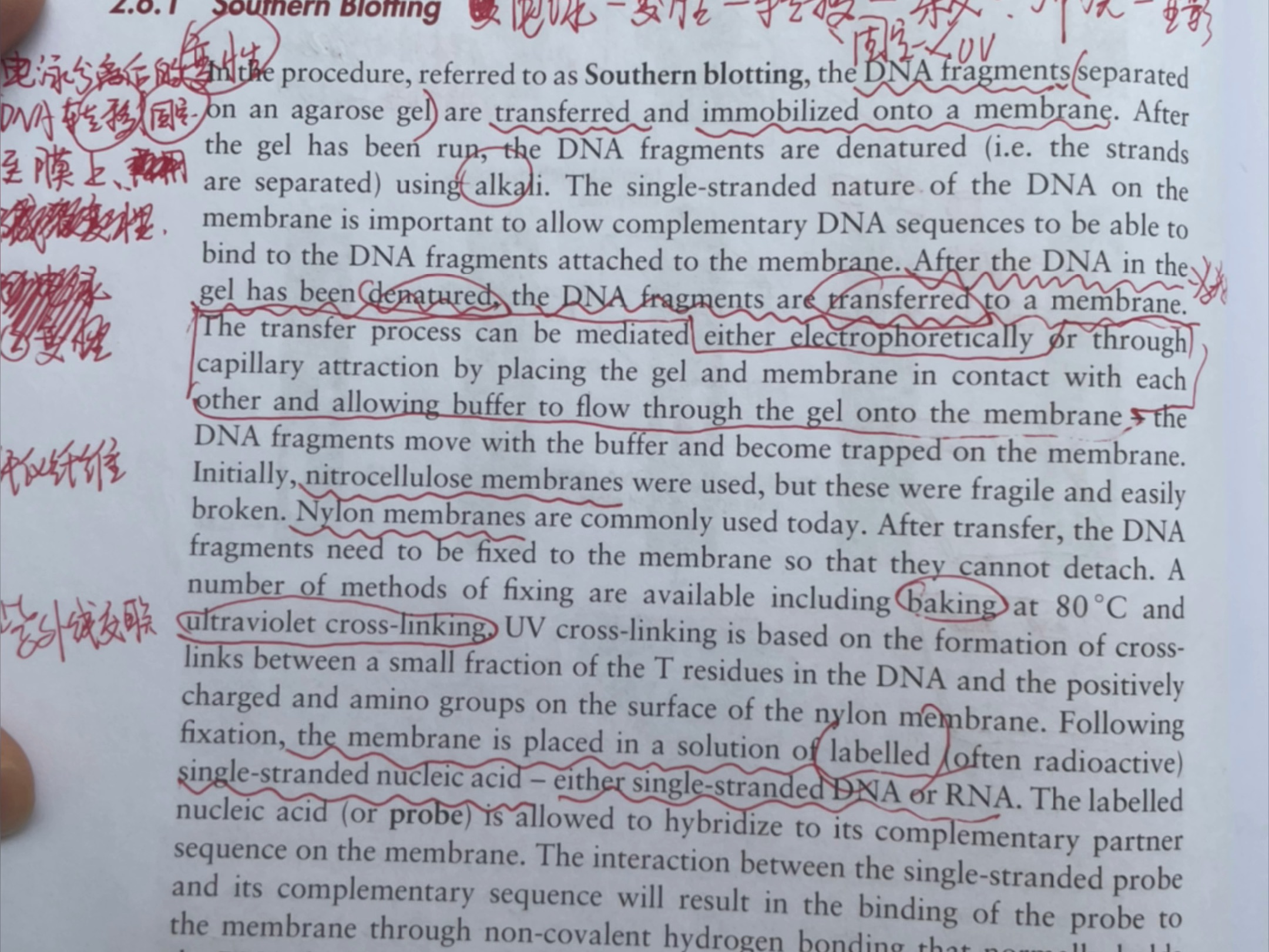 本书为《Analysis of Genes and Genomes》.本章系统讲解了基因工程中运载体的应用问题,详细到pBR322、 pUC18等能单独讲一节.哔哩哔哩bilibili