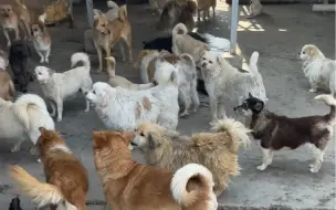 Скачать видео: 如果没有小狗，我的房子会更干净，我也能攒下更多的钱，但是我的心里会空空的,