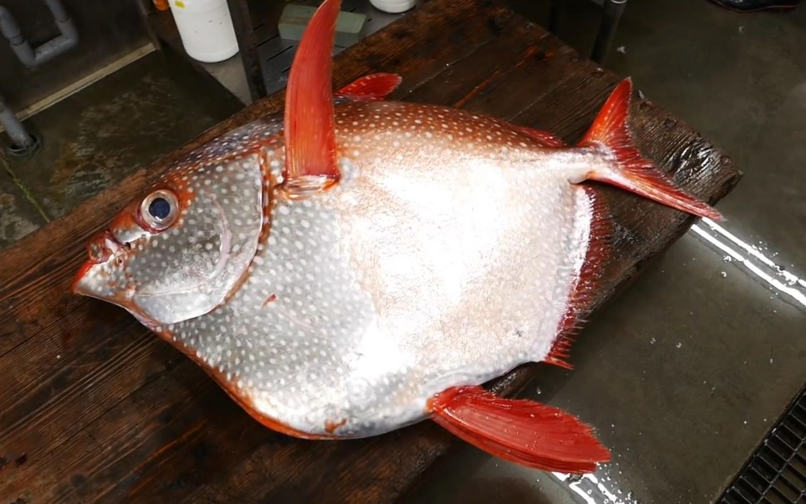 曼波太阳鱼 日本冲绳