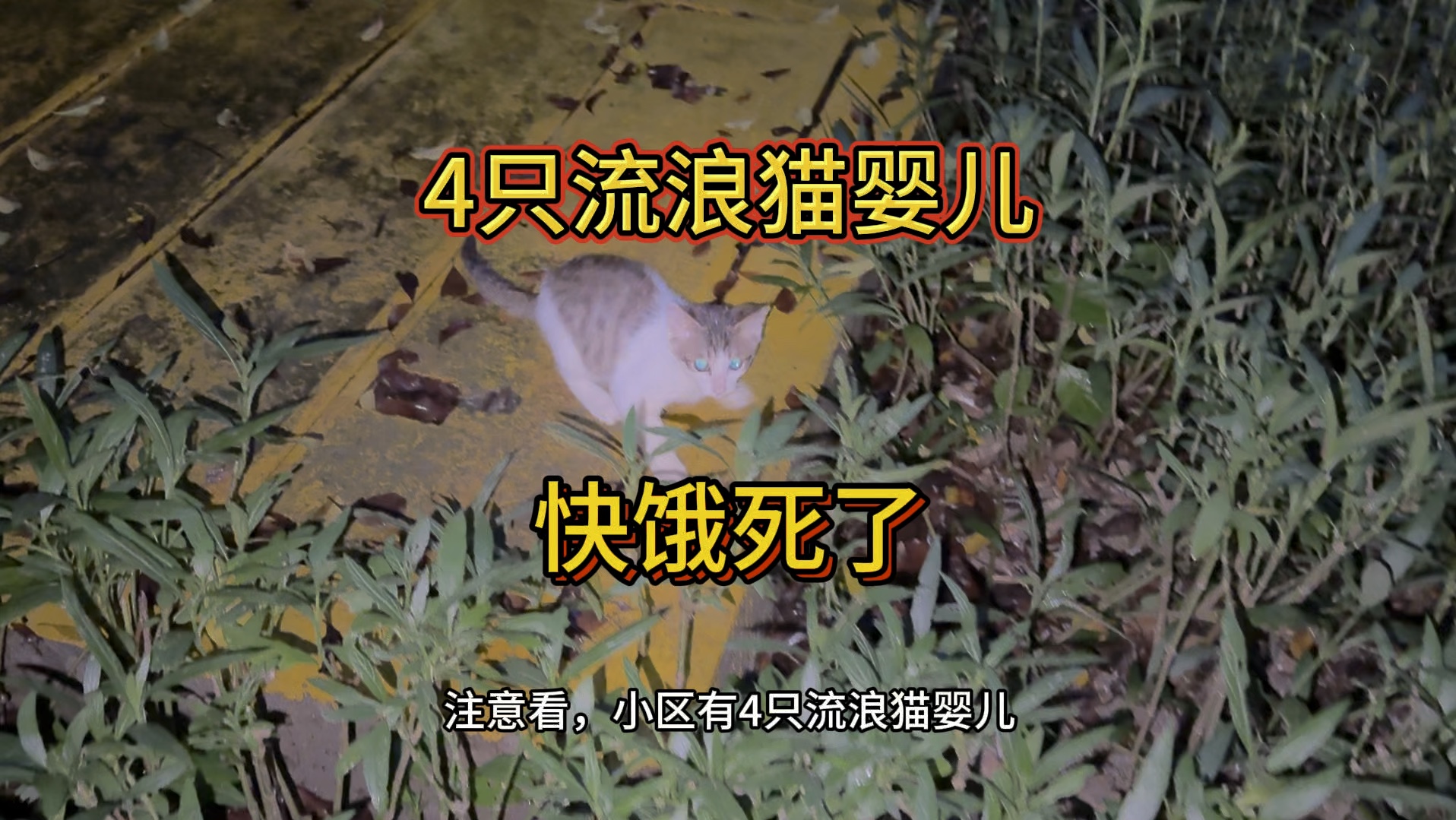 4只流浪猫婴儿,快饿死了!每天的盼头,就是能有一口吃的!