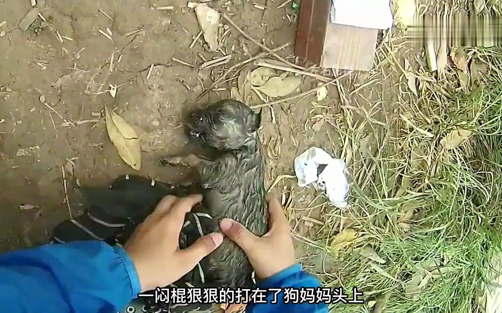 狗淹死图片