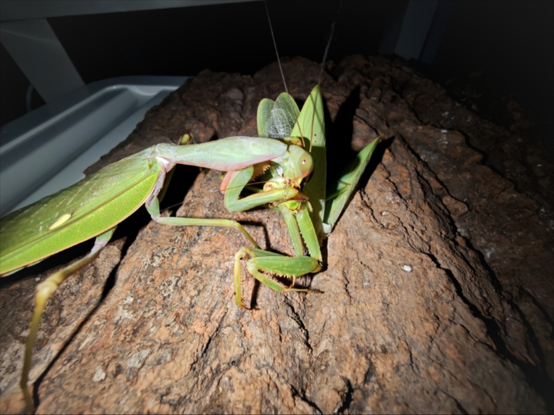 夺嫡菱背螳公虫捕食老化中华斧螳