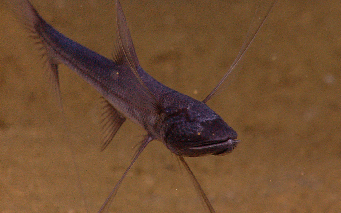 【海洋生物】短头蓑蛛鱼(bathypterois grallator)