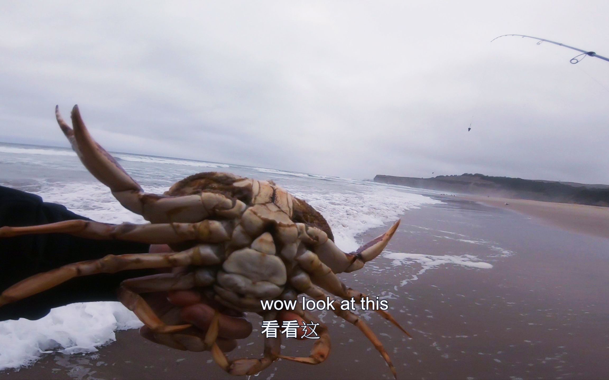 踩到螃蟹不能捡 但是鱼能煎了吃