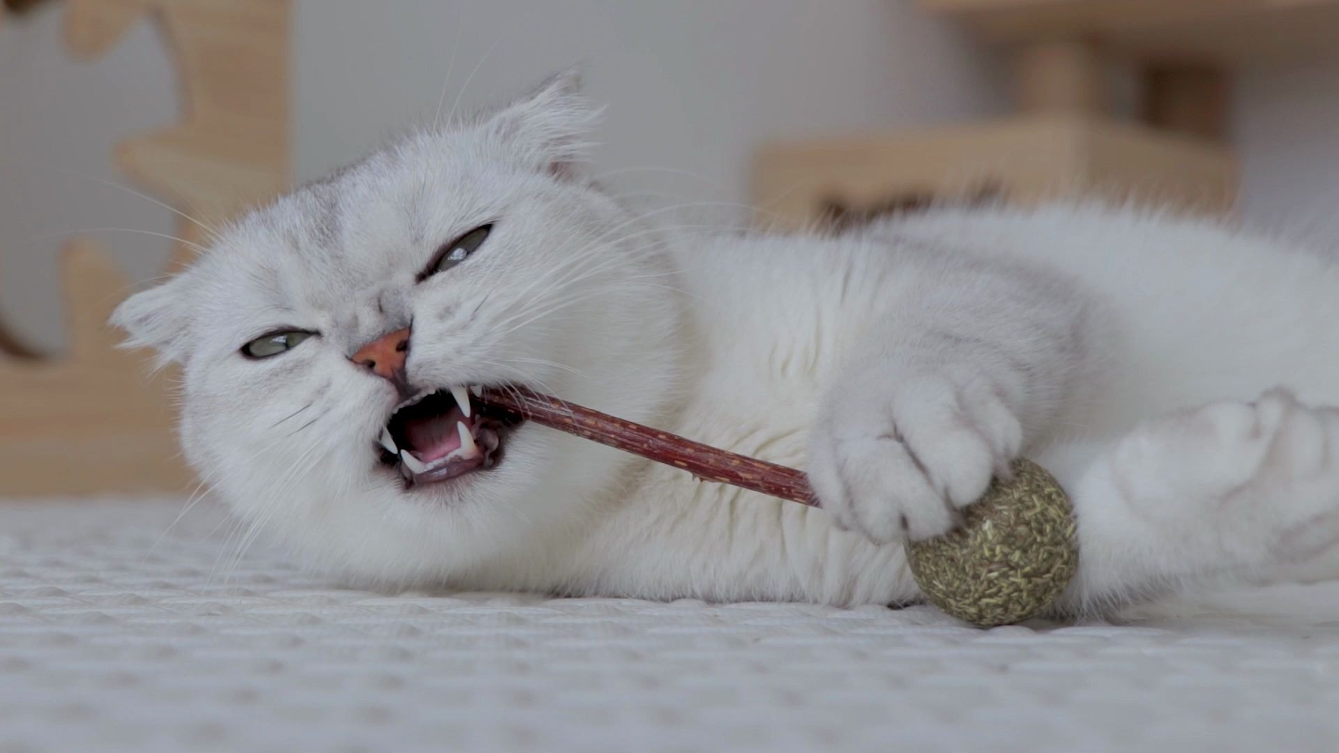 看把这猫咪给嘚瑟的!铲屎官新买的玩具,它使劲地炫耀啊!