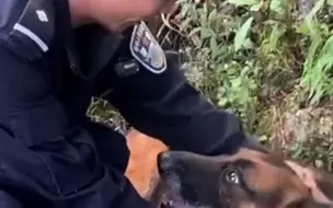 Descargar video: 戍边7年的警犬退役后，预感自己时日无多，拖着无力的后腿悄悄离家出走