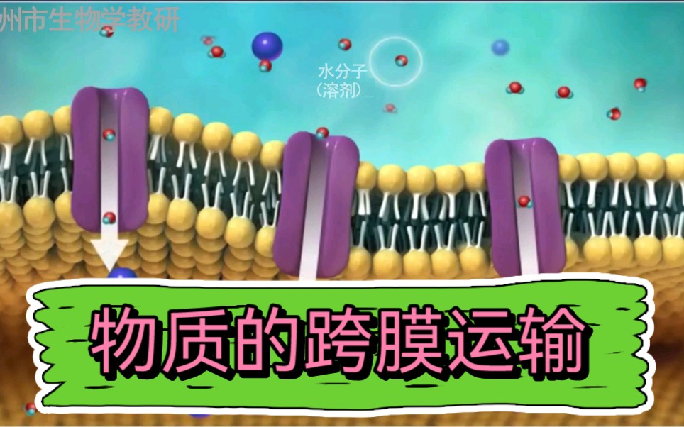 【高中生物学必修1】物质的跨膜运输(水通道、载体蛋白磷酸化)哔哩哔哩bilibili