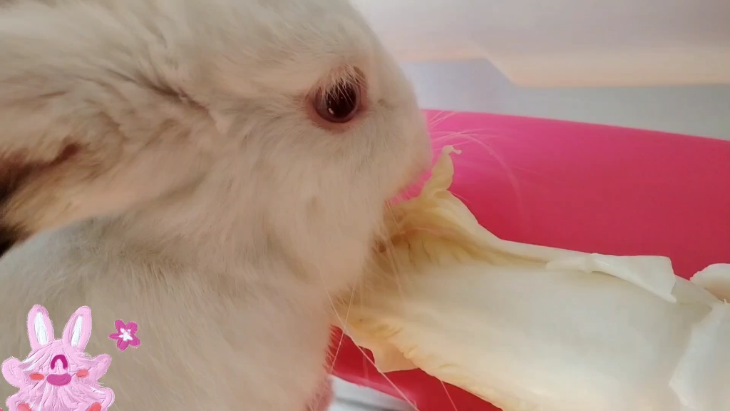 看兔兔吃饭,也是很治愈的.小动物能抚慰人心!