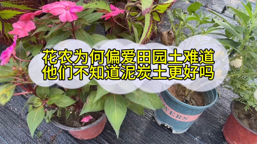 花农为何更偏爱田园土?难道他们不知道泥炭土更好吗?哔哩哔哩bilibili