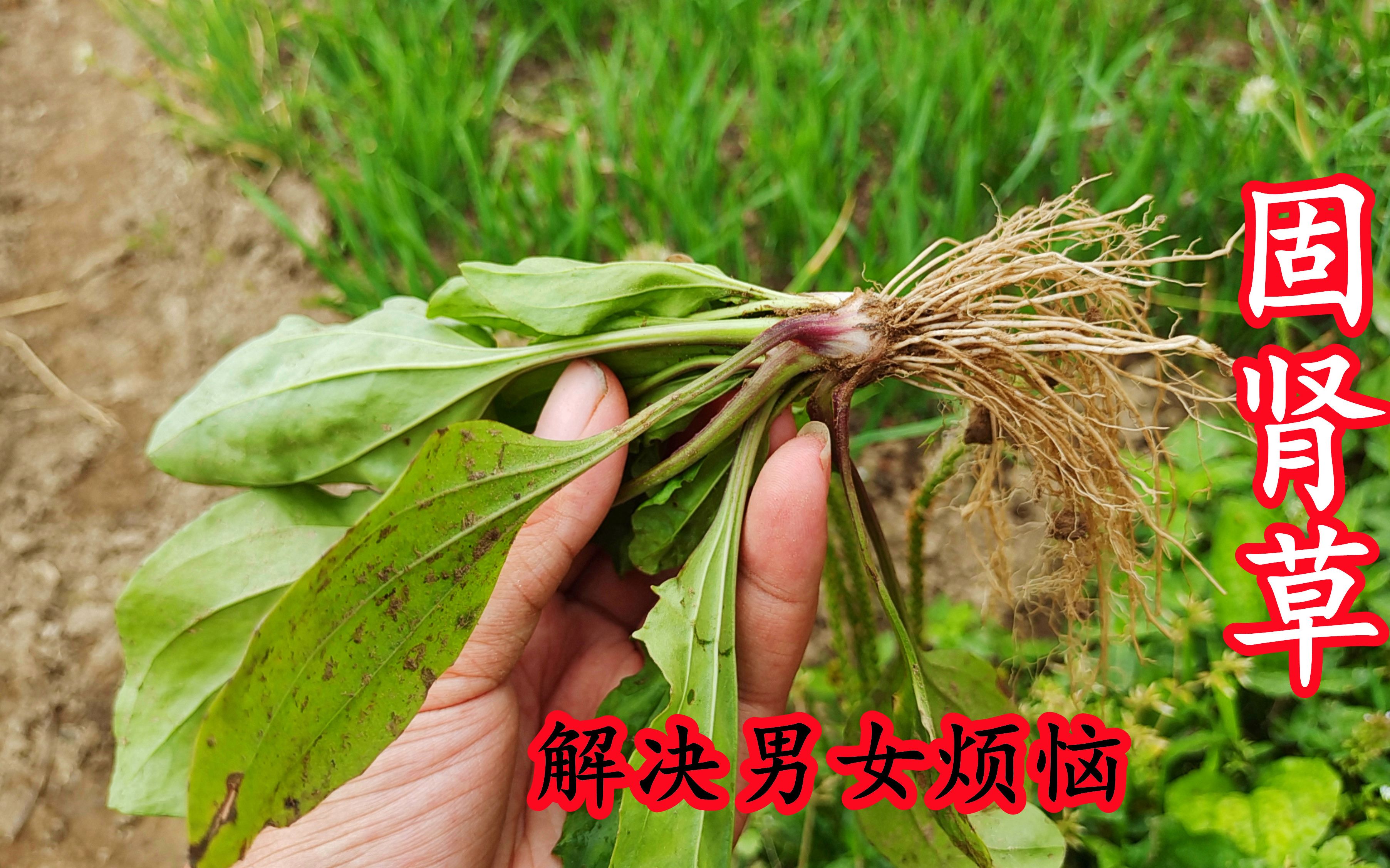 农村小路边的"固肾草",它的用途很强大,解决很多男女的烦恼