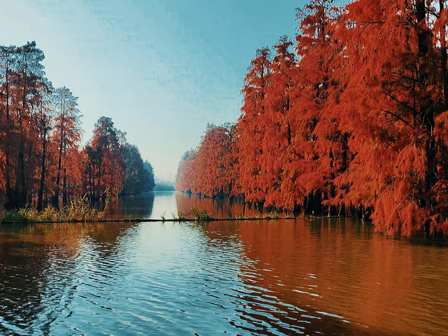 南京池杉湖游记