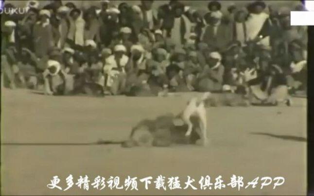 www.bilibili.com
