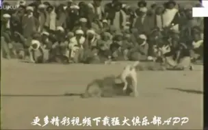 Download Video: 据说比特犬VS鬣狗（条纹）