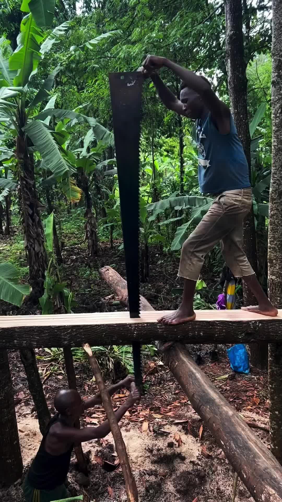 非洲小哥是如何锯木头的