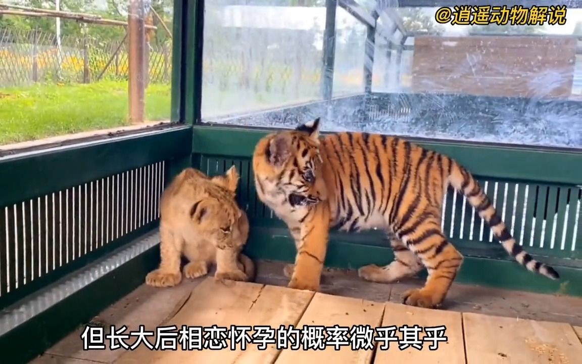 世界上最大的猫科动物狮虎兽,它竟然是母老虎和雄狮所生的崽哔哩哔哩bilibili