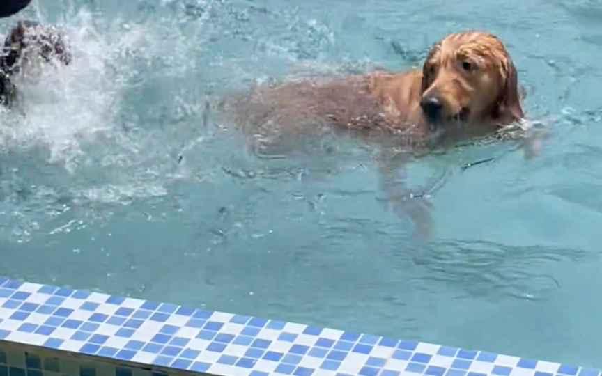 这才是真正的狗刨,看我游泳教练是怎么教我的