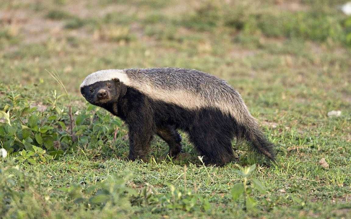 非洲蜜獾平头哥:非洲乱不乱,平头哥说的算