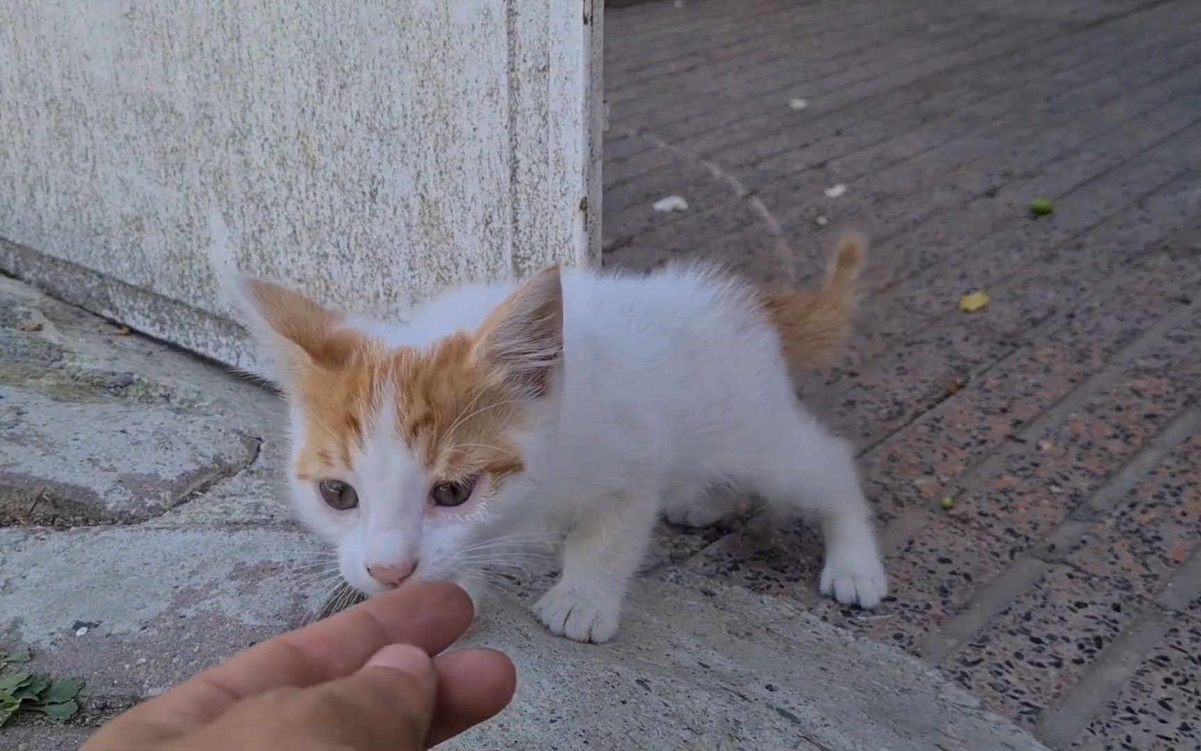 [图]Very Cute Little Kitten that's hungry cautiously approaches me and asks for food