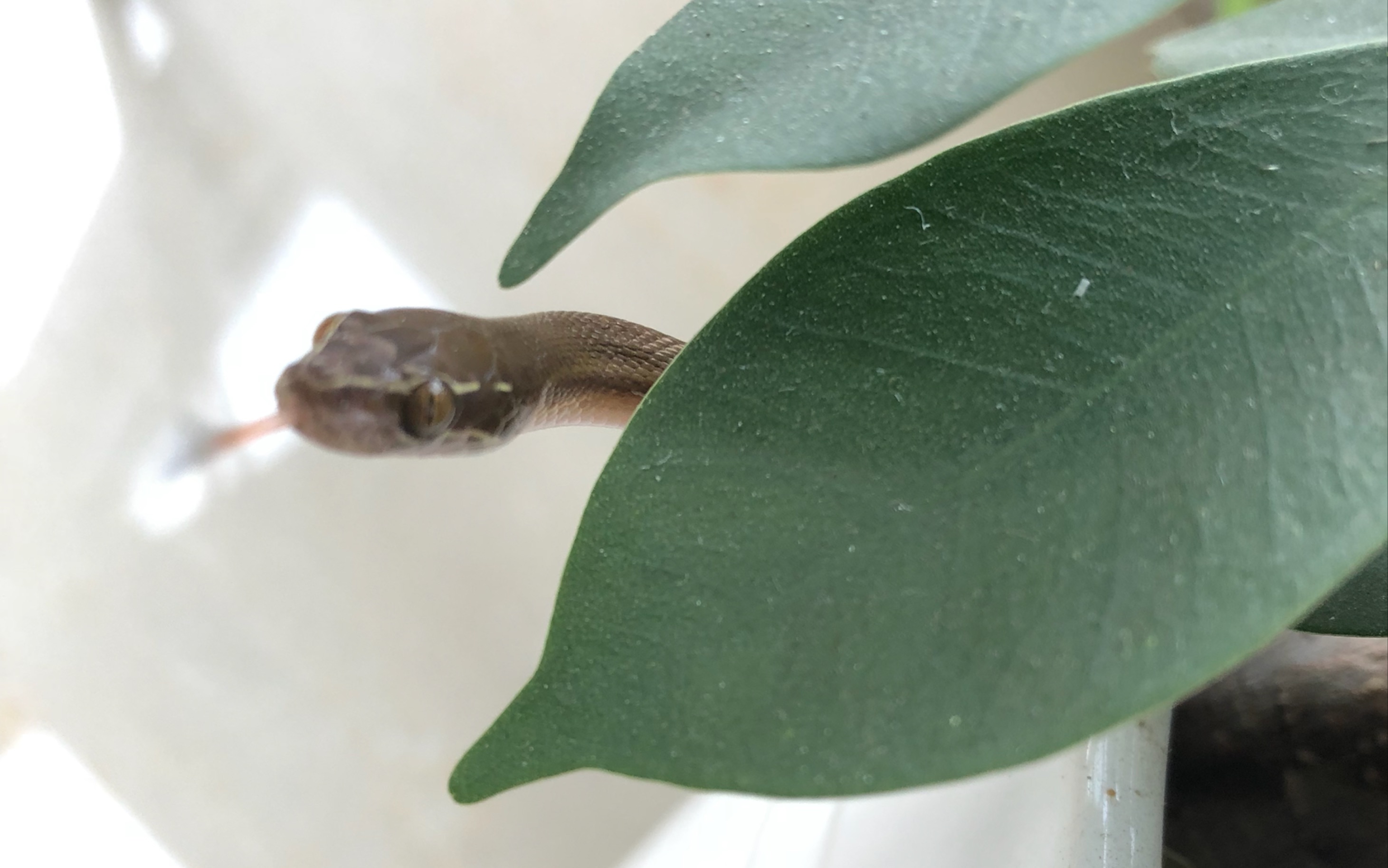 绿屋蛇喂食～小凉首次出镜和不及格绞杀_哔哩哔哩 (゜-゜)つロ 干杯