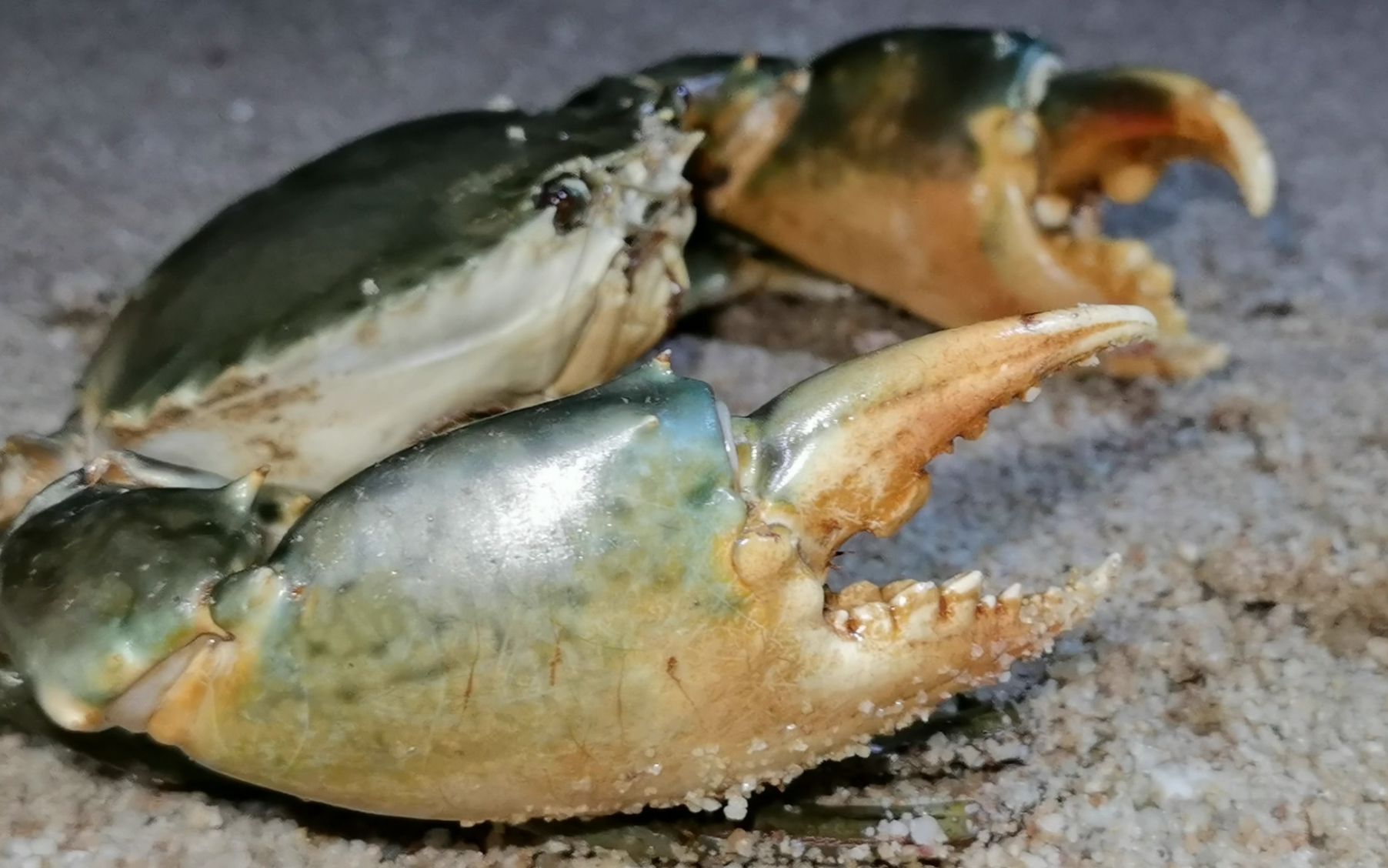 2145买一只斯里兰卡大青蟹,全网最大,钳子比胳膊还粗,非常霸气