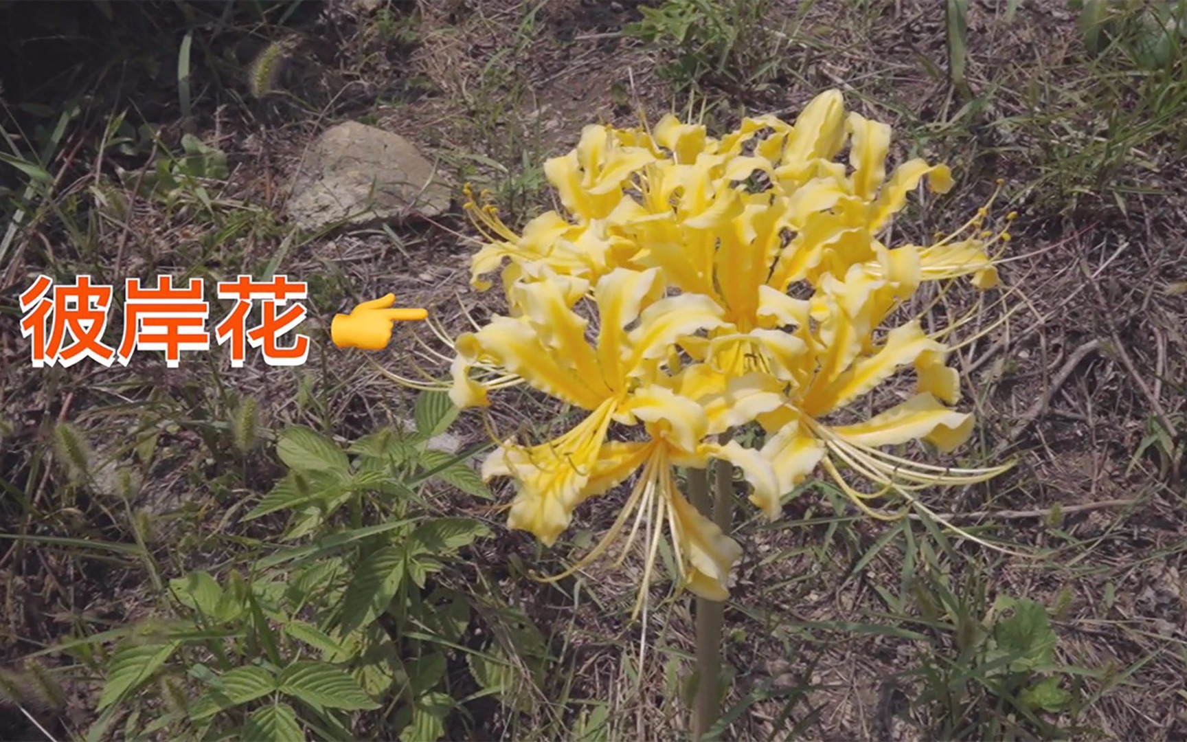 去野山茶场摘野生板栗,上山遇到野生变异彼岸花(曼珠沙华)