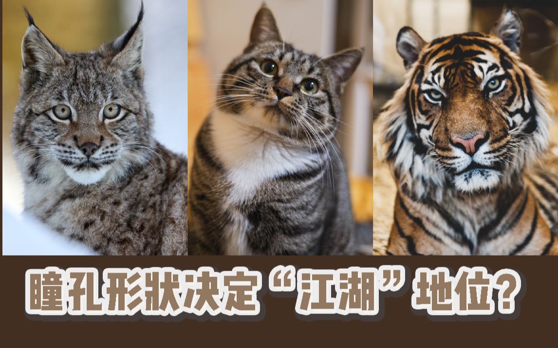 [图]同样是猫科动物，为什么猫咪是竖瞳，老虎却是圆形瞳孔？