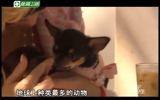 子宫日记:犬科动物篇 [寰宇野生] 20110302哔哩哔哩bilibili