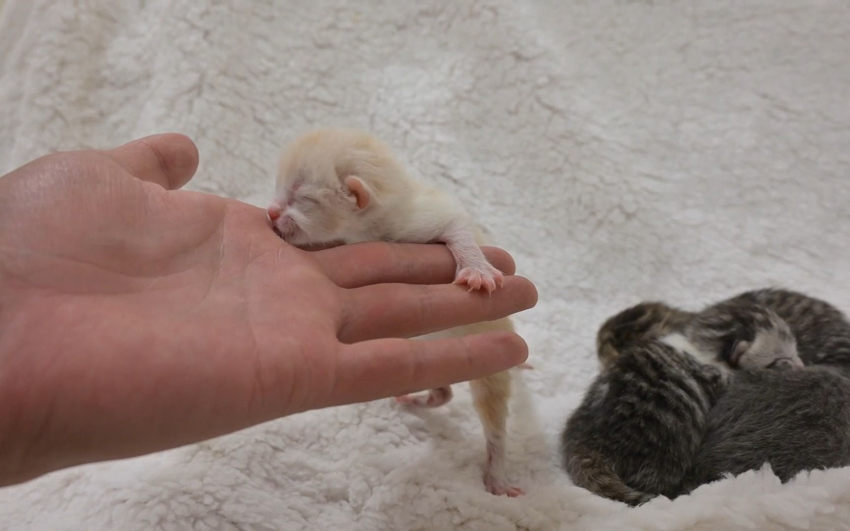刚出生的小猫,稀有的凯米尔色英短,叫声像糖果一样甜