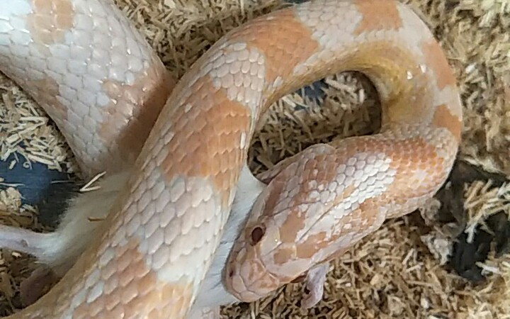 【玉米蛇】珊瑚雪白玉米的投喂!