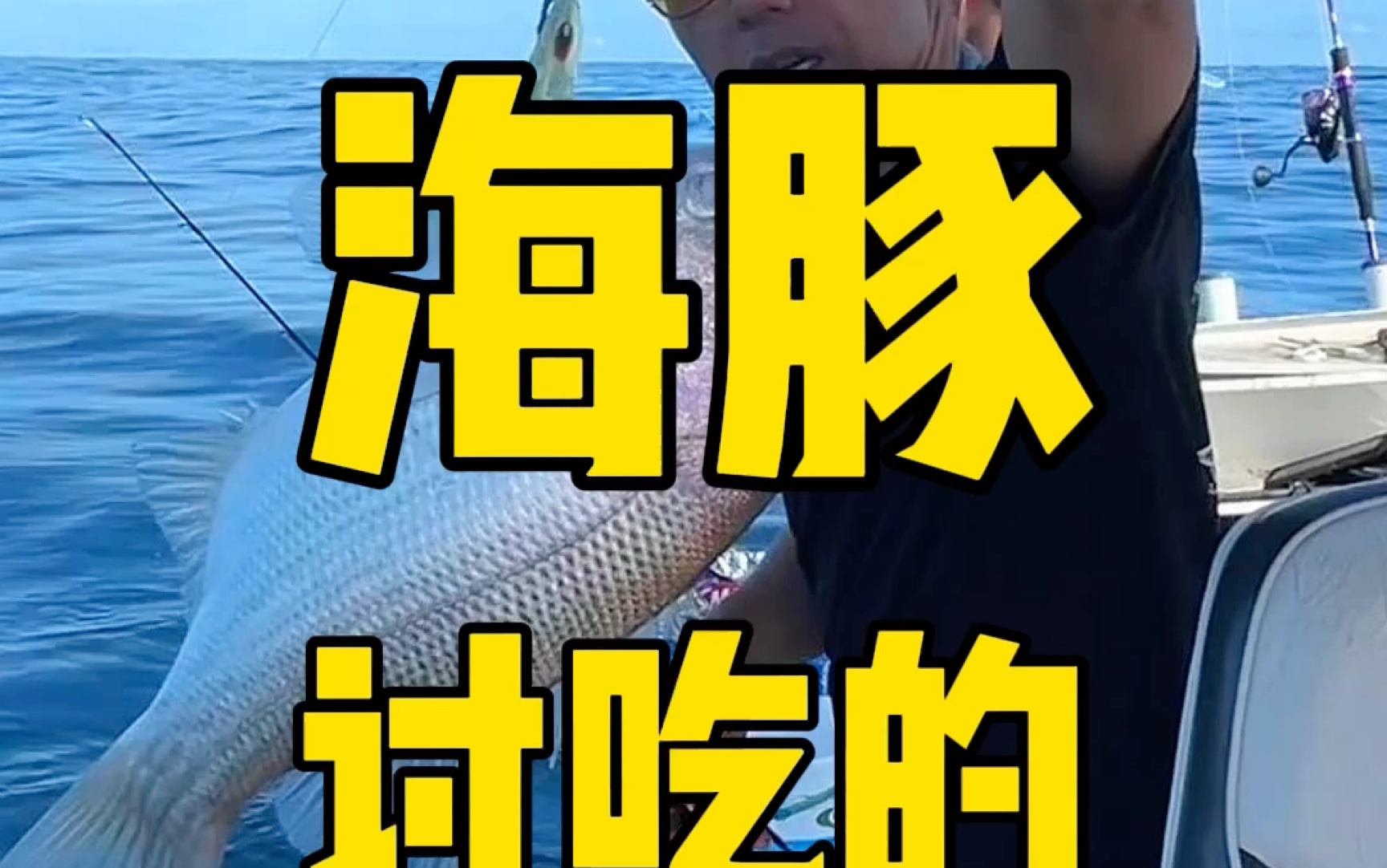 这两只海豚比狗都乖巧