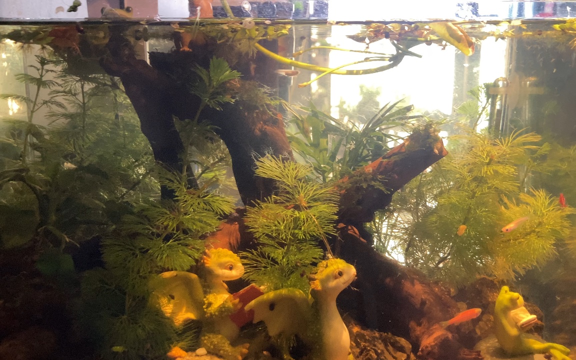 鱼缸爆水螅了 用针管热水点射消灭