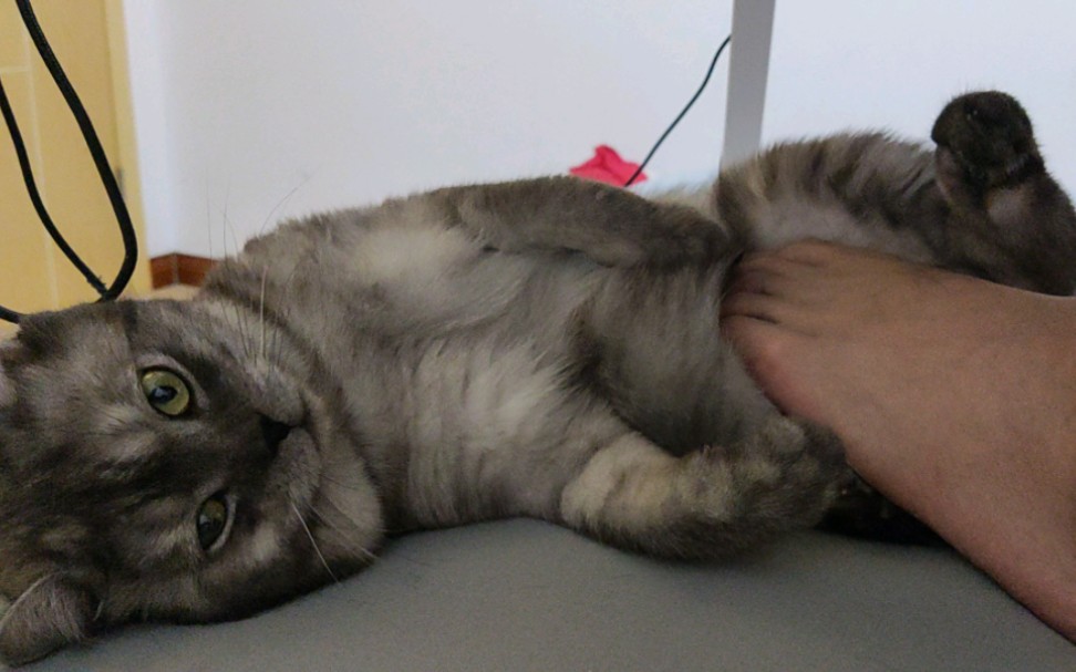 下班!原来猫咪也有放空的眼神