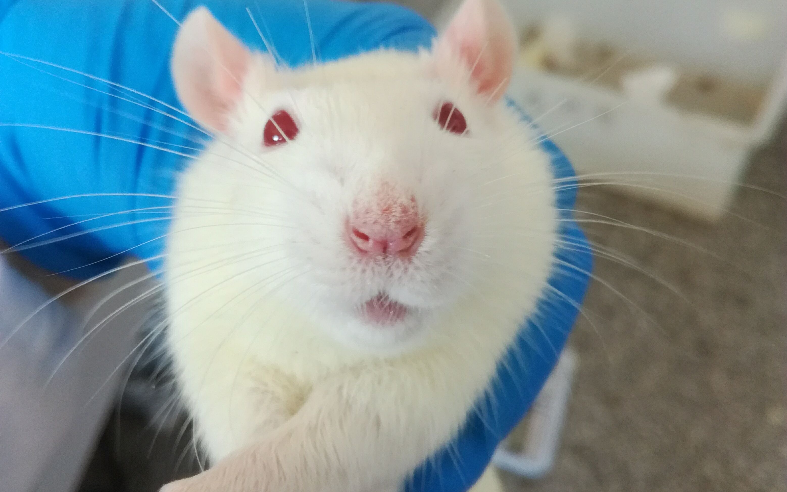 吱星人旋转跳跃我眯着眼