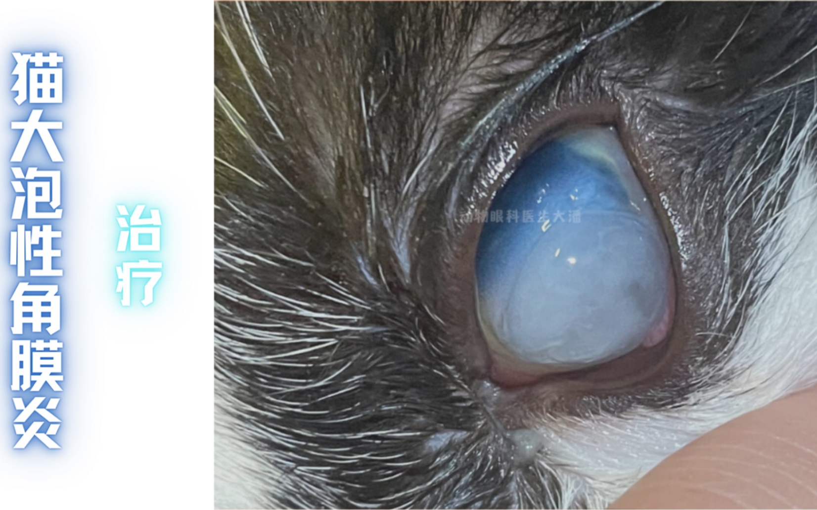 (西安病例)猫咪眼睛发白,溃疡,大泡性角膜炎的治疗_哔哩哔哩_bilibili