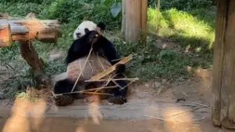 Скачать видео: 哈哈哈哈 又是批判皇长孙隆仔被妈妈隆隆带傻的一天 231117大熊猫三胞胎萌帅酷直播录屏⑥