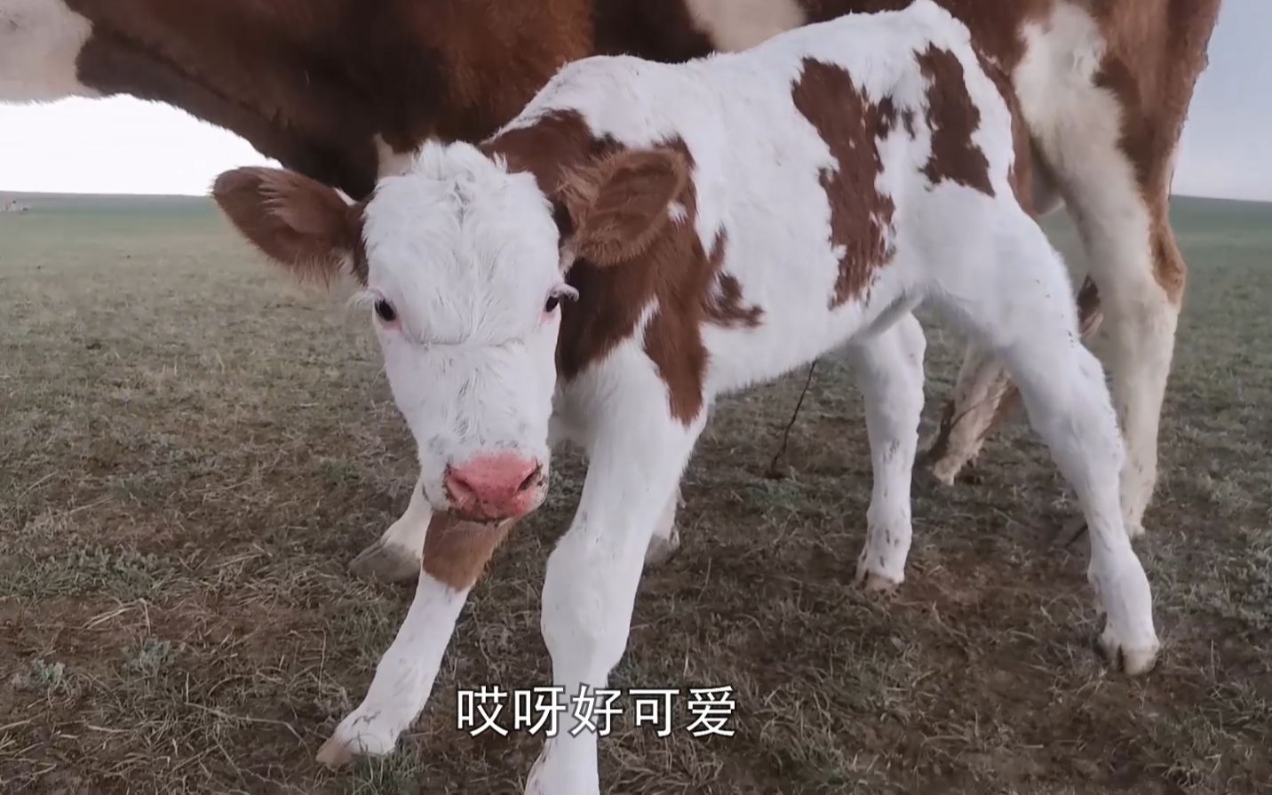 [图]草原天气任性多变，蒙古族汉子全身湿透，暴风雨中迎来一头小牛犊