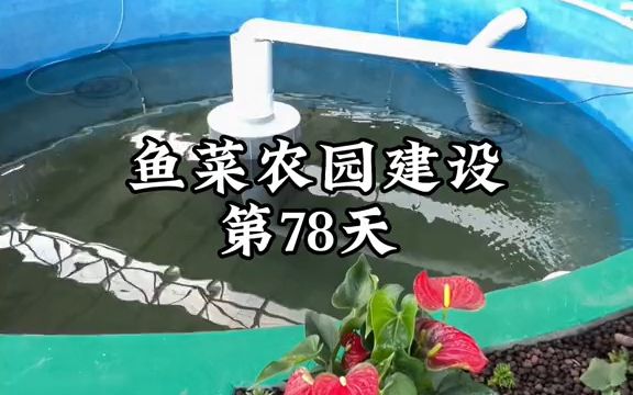 鱼菜农园开建第78天:养虾的水质参数准备哔哩哔哩bilibili