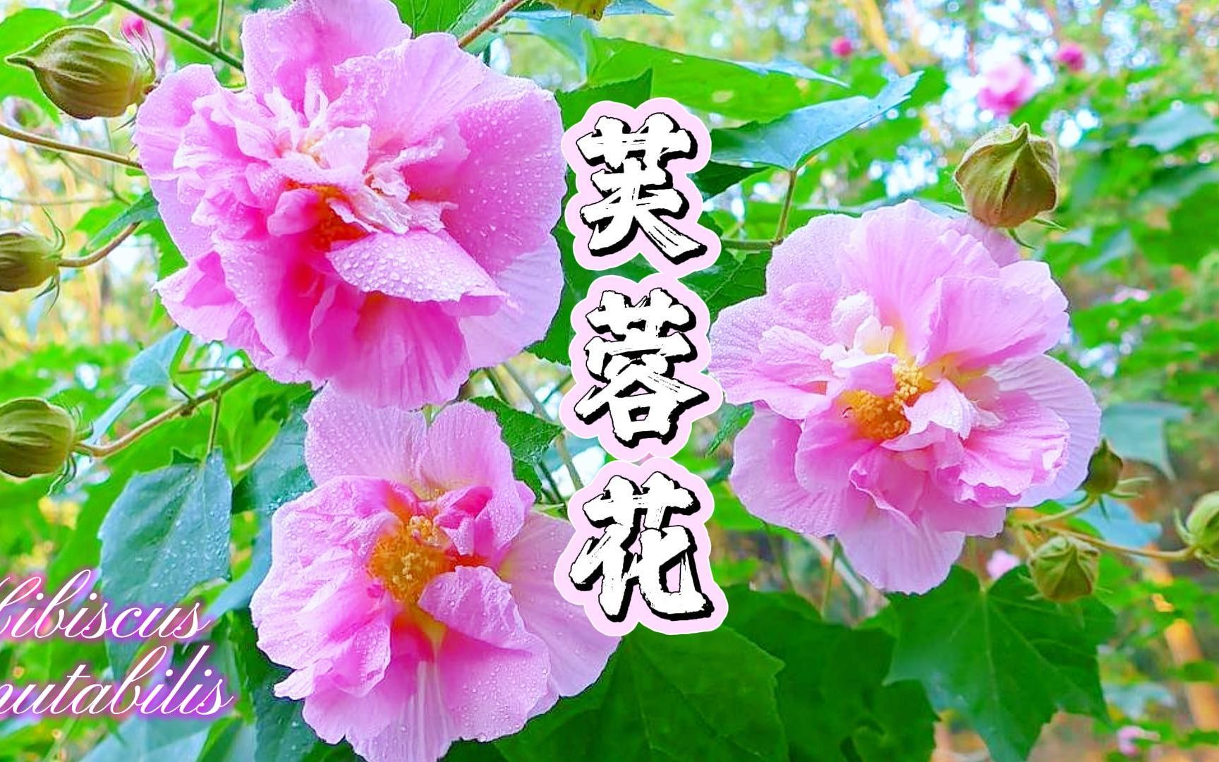 芙蓉花:四十里芙蓉如锦绣哔哩哔哩bilibili