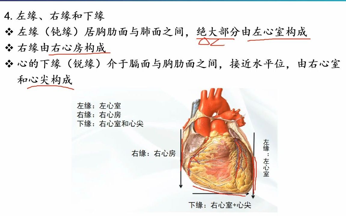 解剖6脉管系统哔哩哔哩bilibili