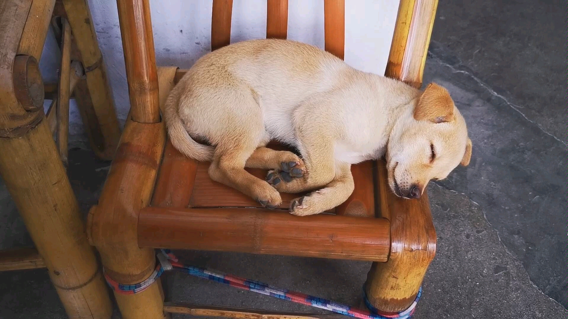 【中华田园犬】幼犬睡觉,有啥声音就醒