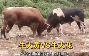 Tải video: 这怎么聊聊就顶起来了！