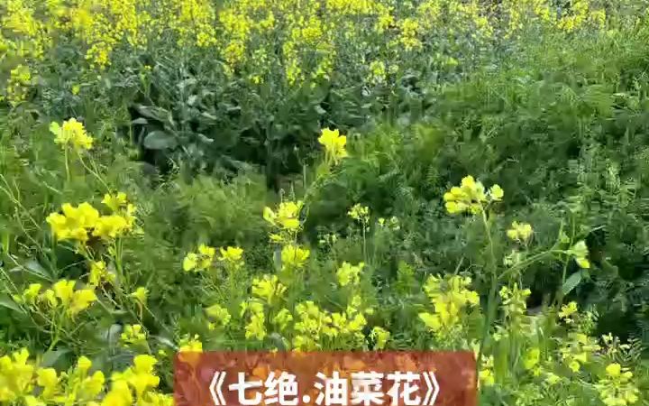 绝美诗歌《七绝ⷮŠ油菜花》哔哩哔哩bilibili