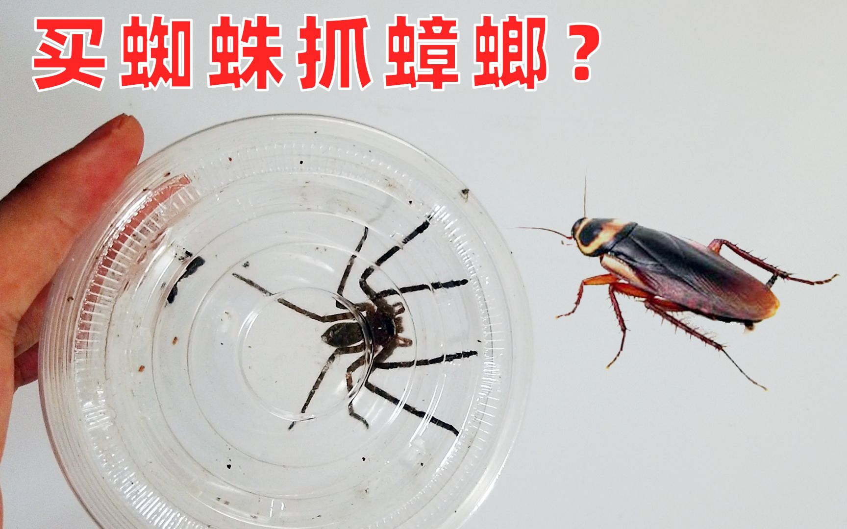 白额高脚蛛真的是"灭蟑螂神器"?有点坑人呀
