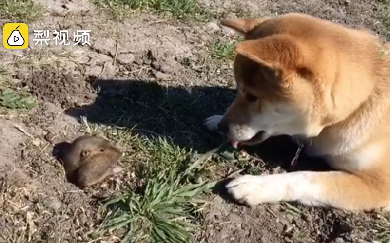 可爱!当调皮小柴犬遭遇萌萌的地鼠哔哩哔哩bilibili