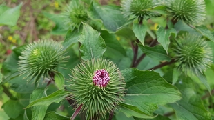 牛蒡根chinese Pronunciation Burdock Root 哔哩哔哩 つロ干杯 Bilibili