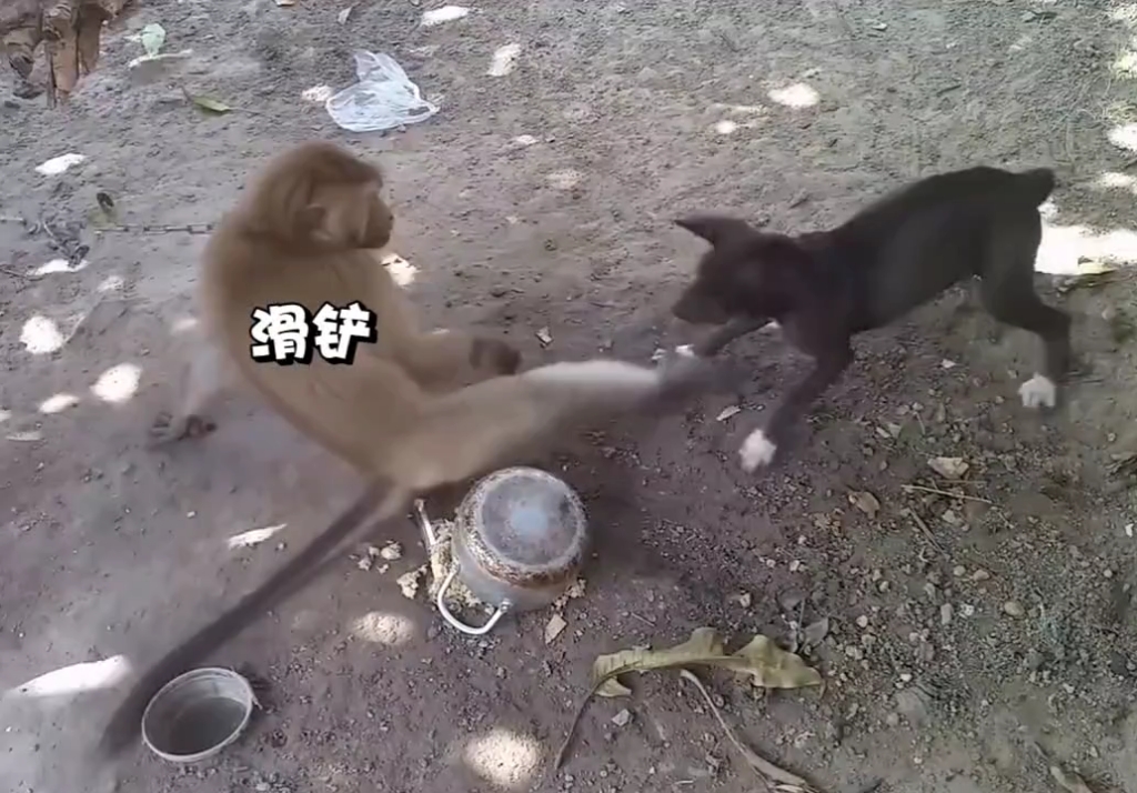 孙悟空大战哮天犬
