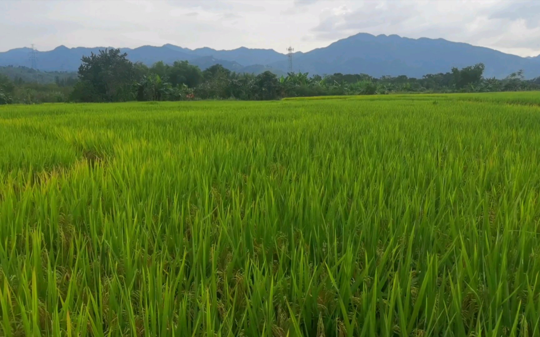 南方人回避一下,给北方人看下这是我们南方的水稻