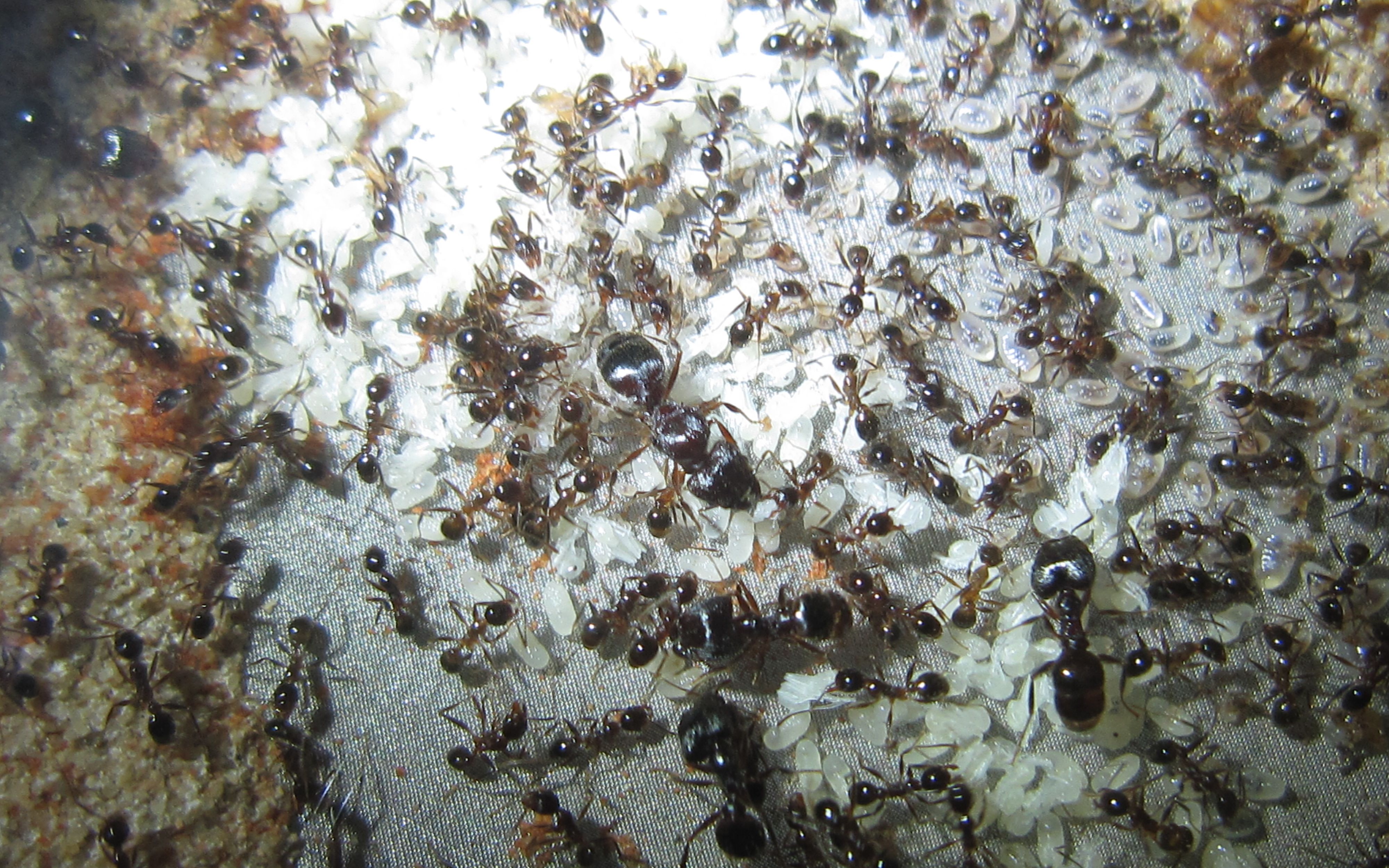 捕食宽结大头蚁pheidolenodus在蚁群的钢铁洪流之下颤抖吧