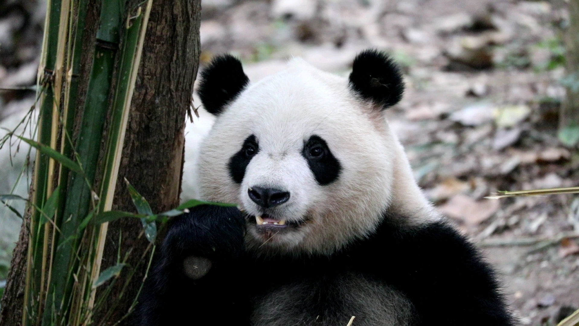 水汪汪亮晶晶的大眼睛,奇一一看就是聪明可爱熊!【大熊猫奇一】